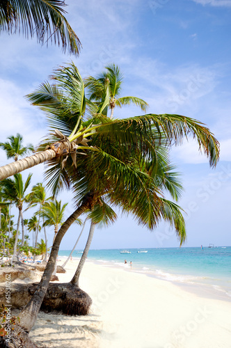 Beach with palm and white sand
