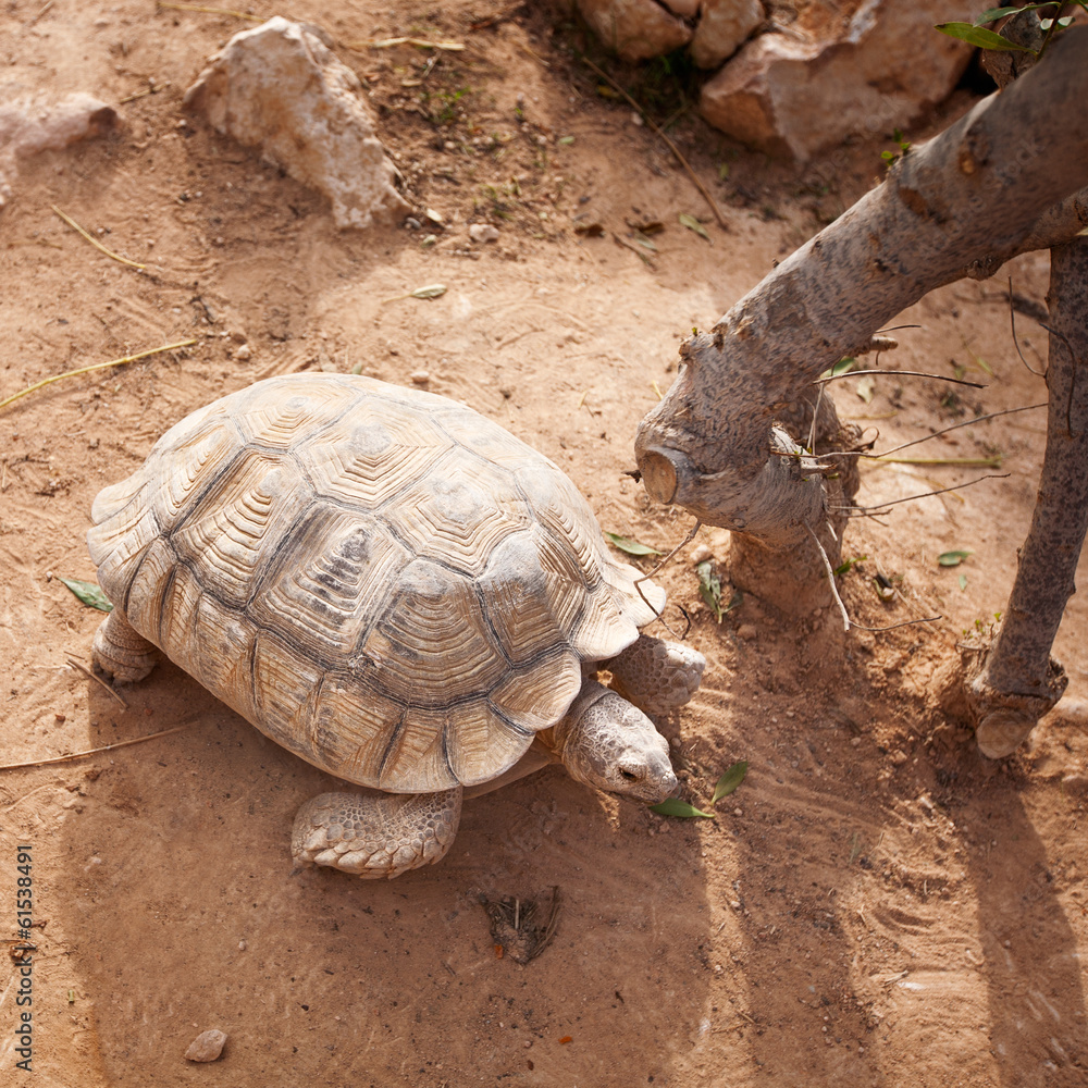 Fototapeta premium Turtle