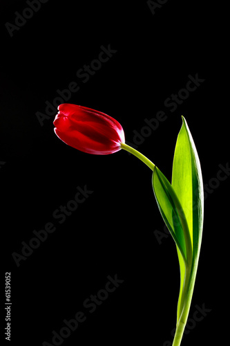 tulip flower on a stem with leaves isolated on black background