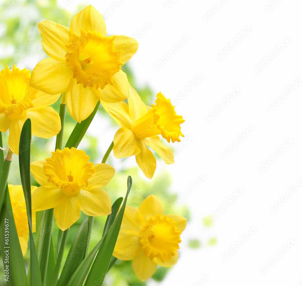 Daffodil flowers - obrazy, fototapety, plakaty 