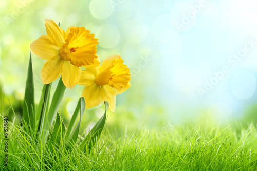 Fotografiet Daffodil flowers