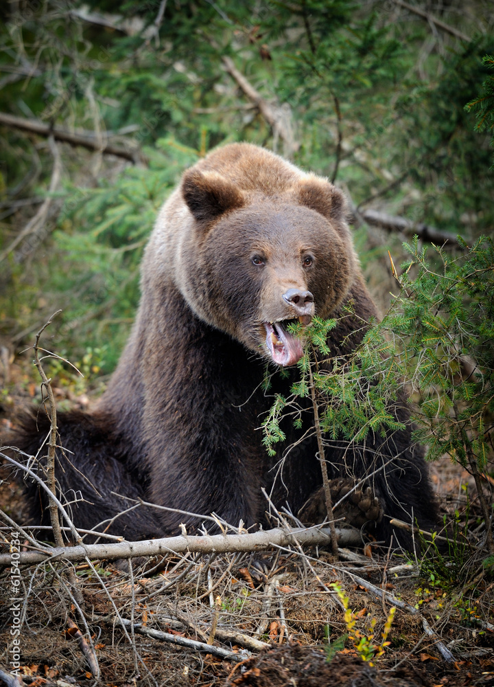 Fototapeta premium Bear