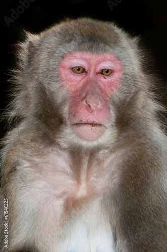 portrait of a sad macaque monkey