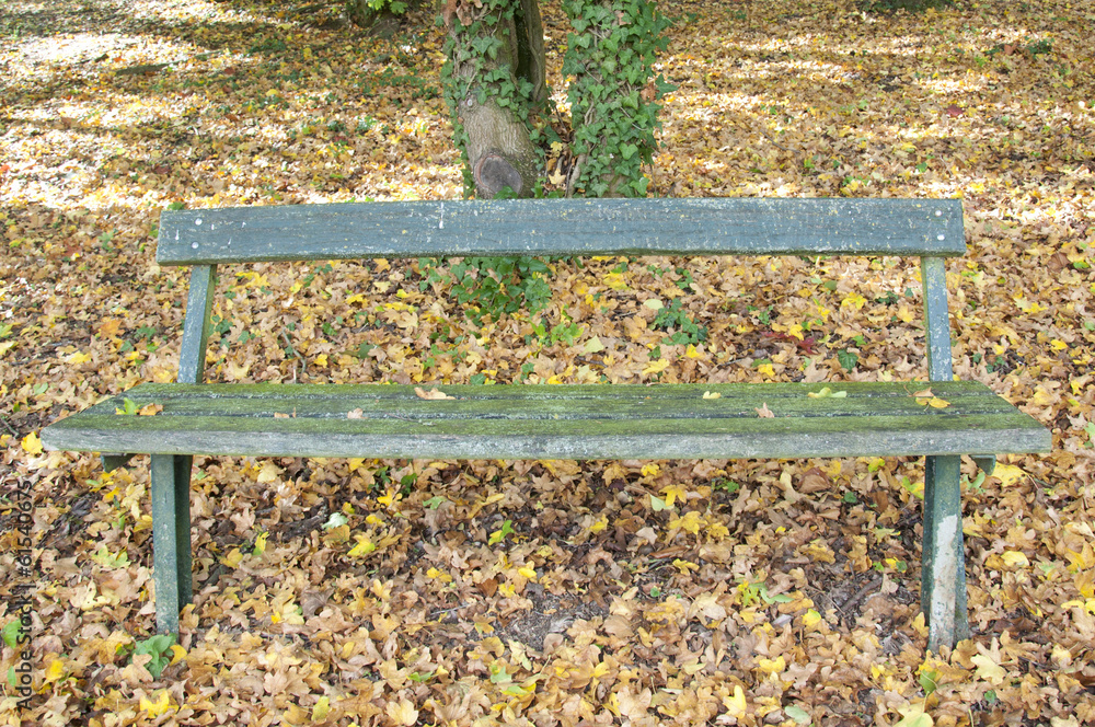A Wooden Bench at a Park in Autumn, Germany A Wooden Bench at a Park in Autumn, Germany