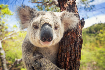 Ingelijste posters Koala Nieuwsgierige koala tussen groene bladeren  © lassedesignen
