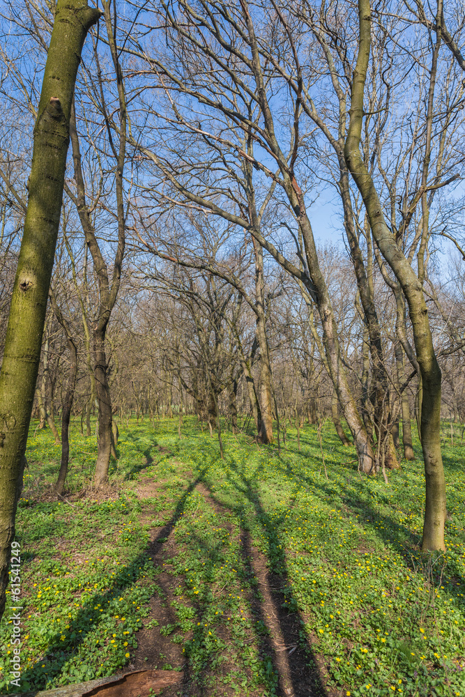 Sunlight in the green forest, spring time Sunlight in the green forest, spring time