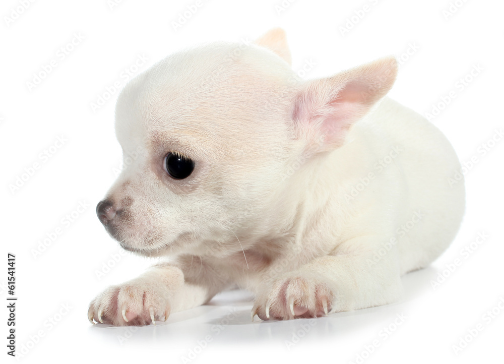 White chihuahua puppy small dog