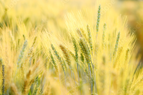 Barley field