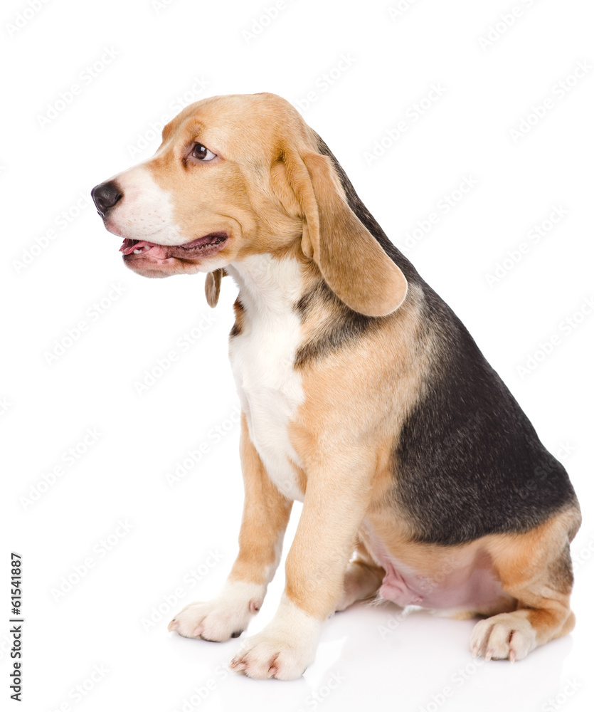 Beagle puppy dog sitting in profile. isolated on white 
