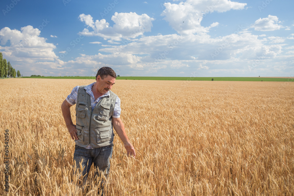 Happy smiling caucasian old farmer standing in wheat fields Happy smiling caucasian old farmer standing in wheat fields