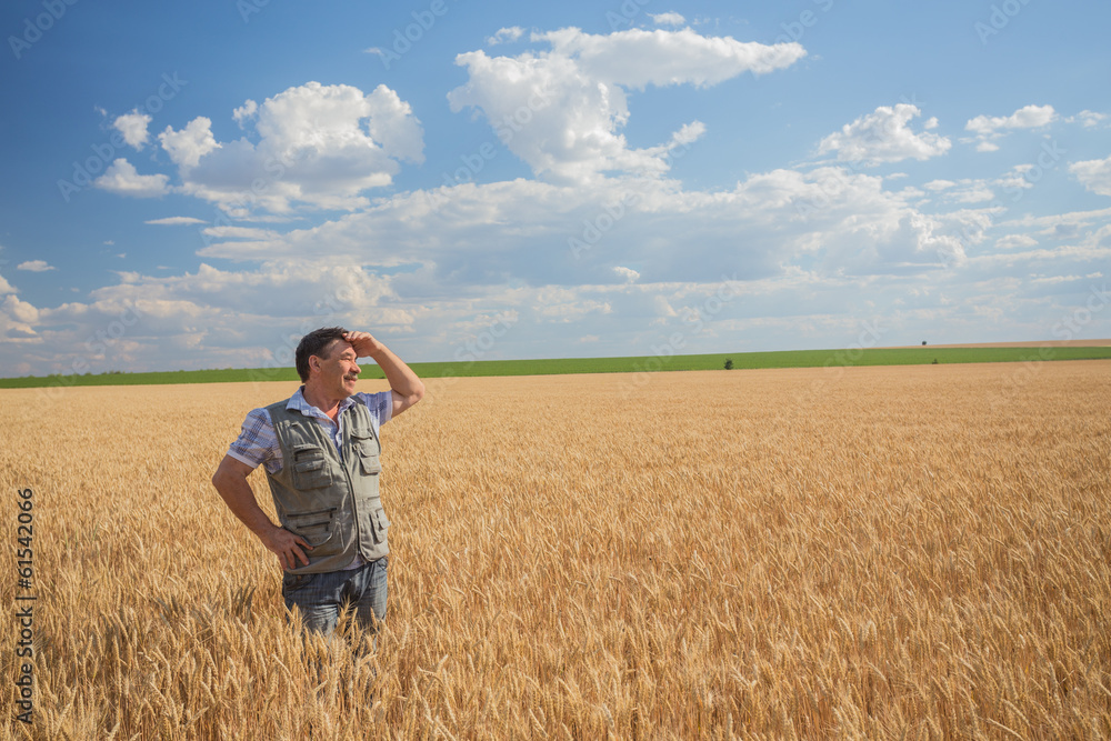 Happy smiling caucasian  old farmer standing in wheat fields