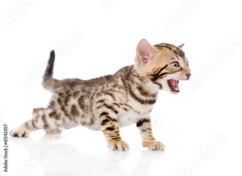 Bengal kitten meowing. isolated on white background