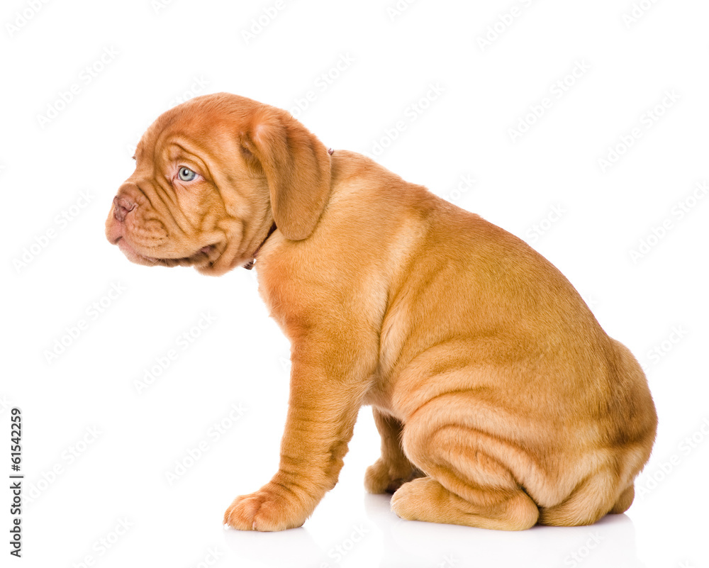 Bordeaux puppy dog sitting in profile. isolated on white Bordeaux puppy dog sitting in profile. isolated on white
