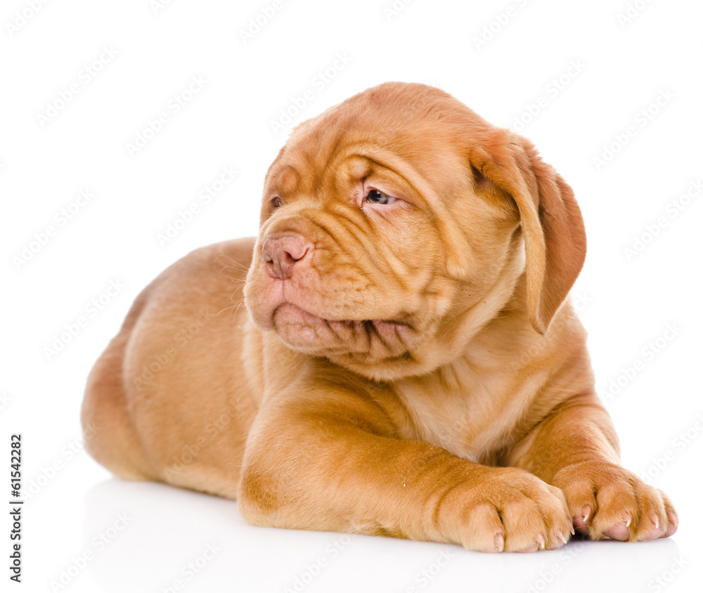 Bordeaux puppy dog looking away. isolated on white background