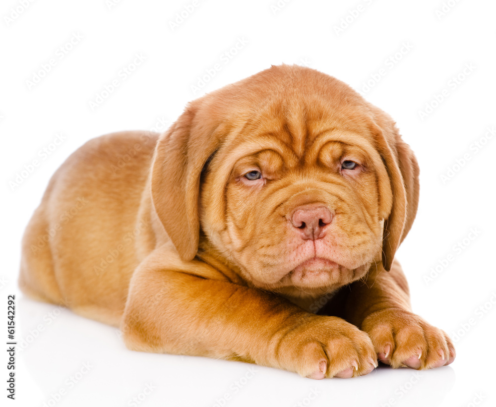 Sad Bordeaux puppy dog. isolated on white background