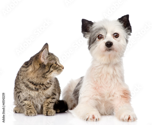cat with dog together. isolated on white background