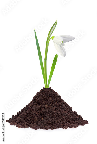 beautiful snowdrop flower grouth in soil isolated on white backg