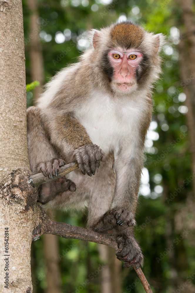 macaque monkey sitting on a tree looking down macaque monkey sitting on a tree looking down