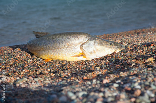 Fototapeta Naklejka Na Ścianę i Meble -  Big fish