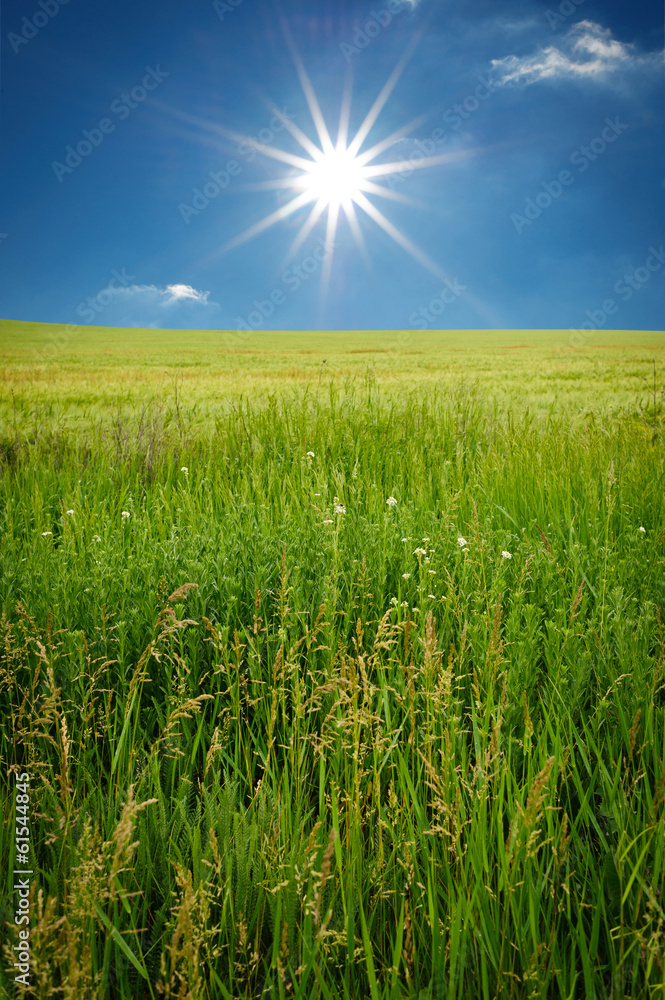 Obraz premium sunset on the field of wheat. Composition of nature