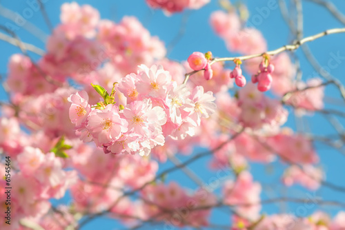 Pink cherry blossoms in spr...