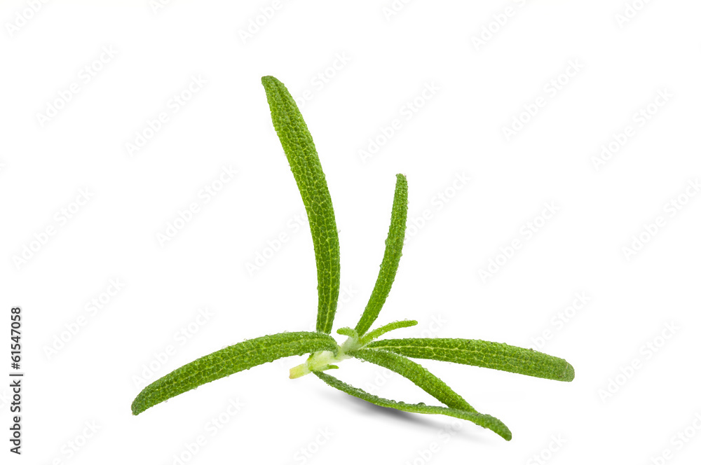 Rosemary Rosemary