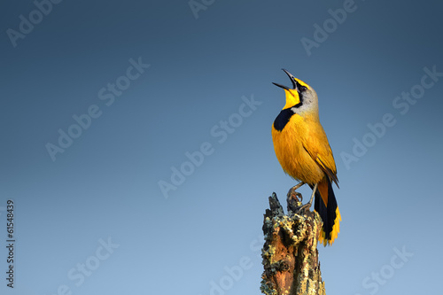 Bokmakierie bird calling © JohanSwanepoel