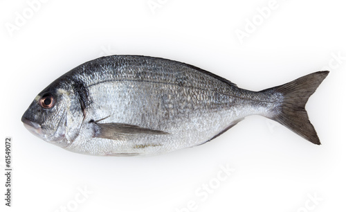 Fish dorado isolated on white background with clipping path