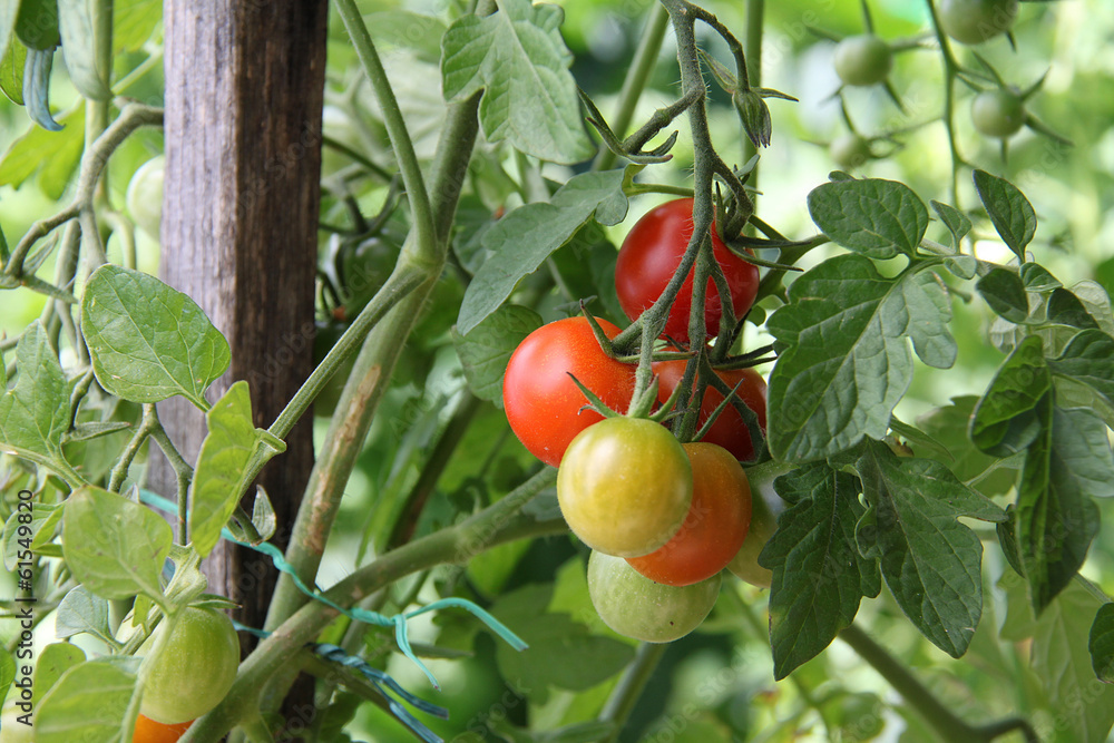 Tomates