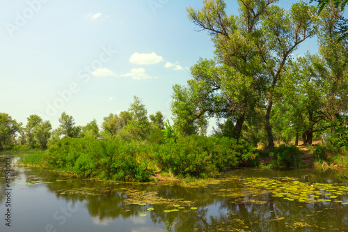 green forest near a river
