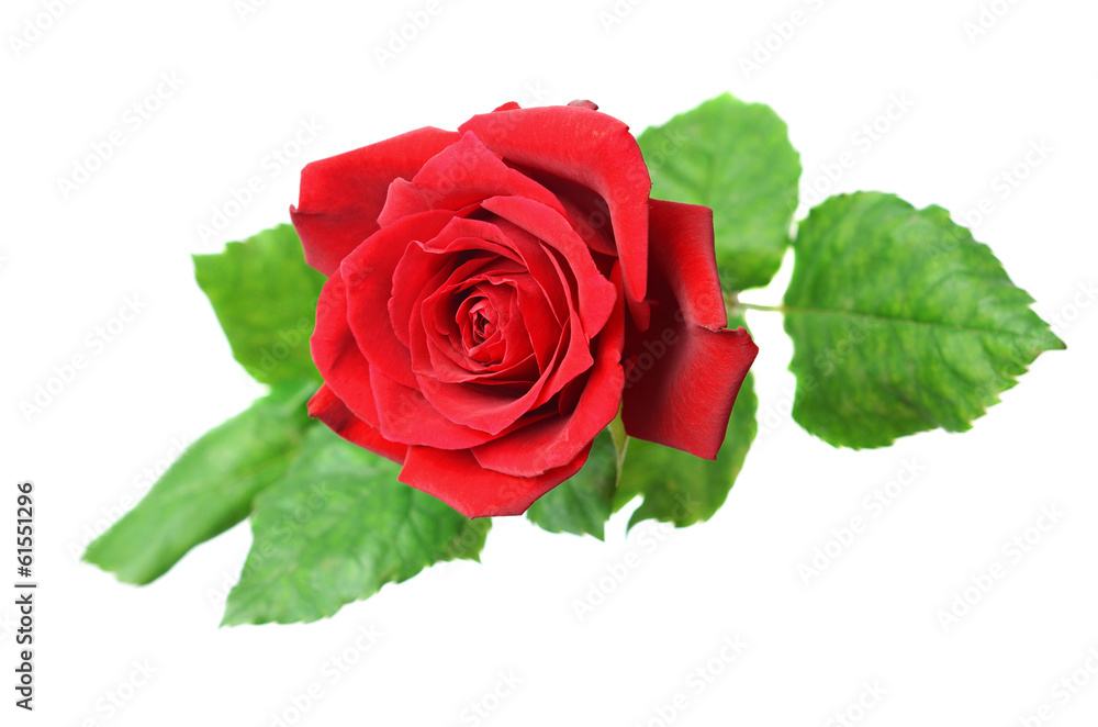 Fototapeta premium Red rose flower