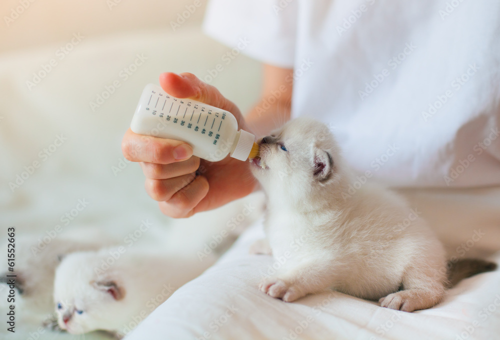 Feeding little siamese kittens with milk Feeding little siamese kittens with milk