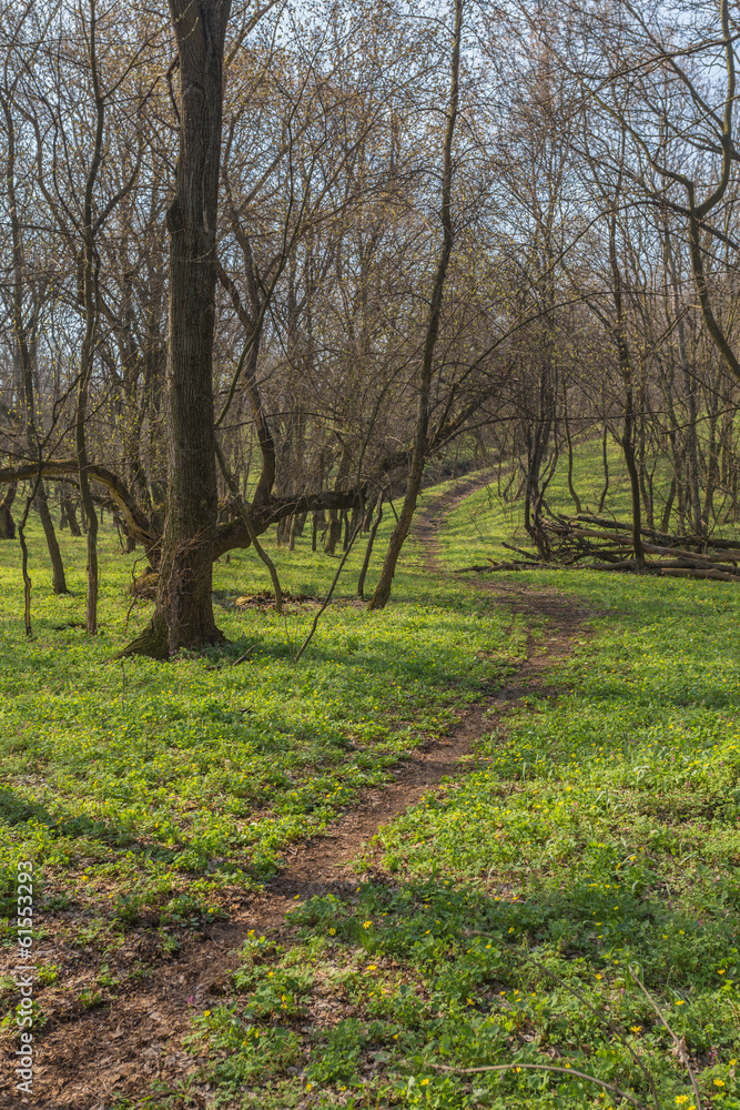Sunlight in the green forest, spring time Sunlight in the green forest, spring time