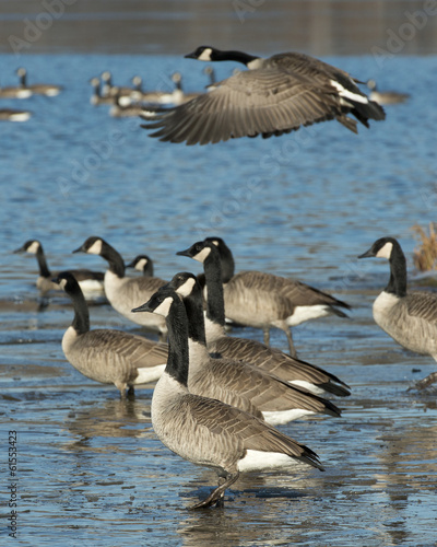 Flock of Geese © Steve Oehlenschlager