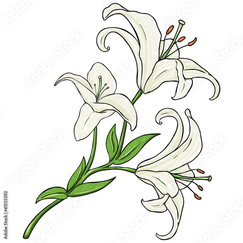 Fototapeta Naklejka Na Ścianę i Meble -  Vector Cartoon Isolated Illustration - White Lily
