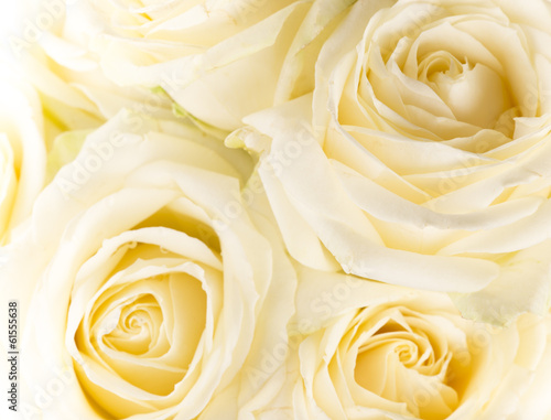 Natural tint yellow roses background