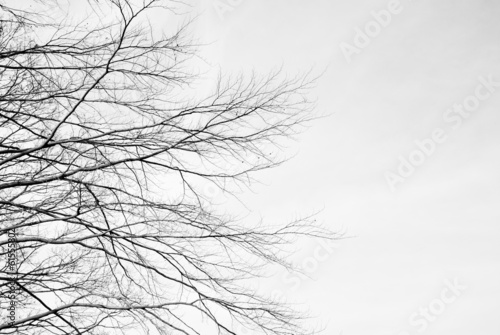 Fotografija Bare tree branches against a pale sky