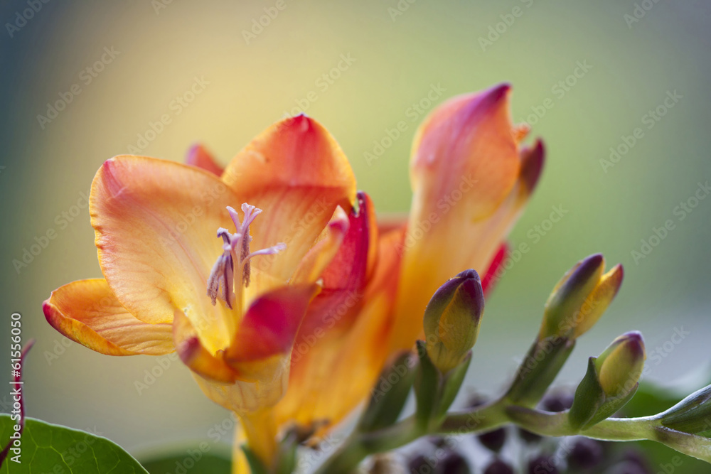 Close up on freesia flowers flower