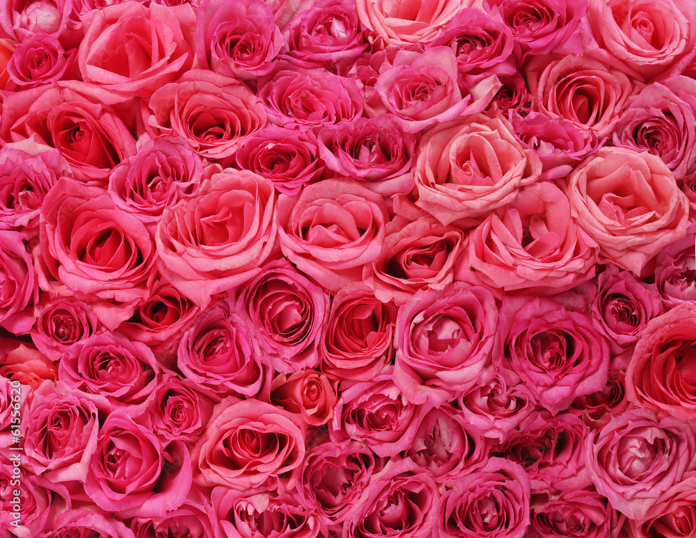 Obraz premium Pink roses background