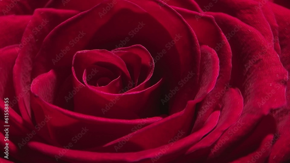 Rotating rose Rotating rose