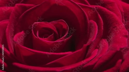 Rotating rose