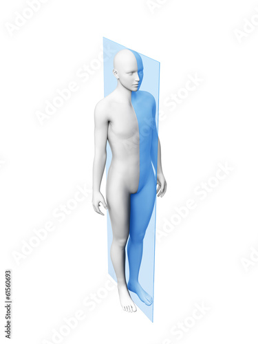 anatomy layer - medial plane