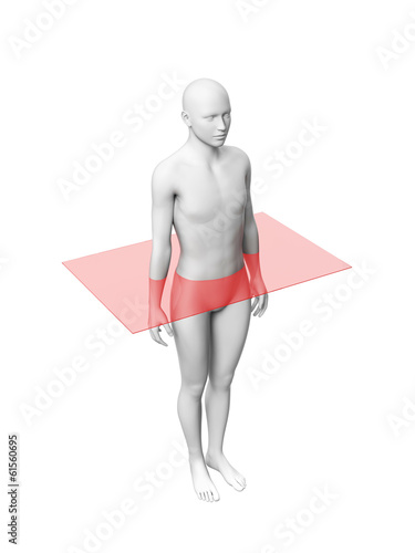 Fotografía anatomy layer - transverse plane
