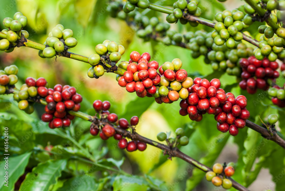 Coffee tree with ripe berries