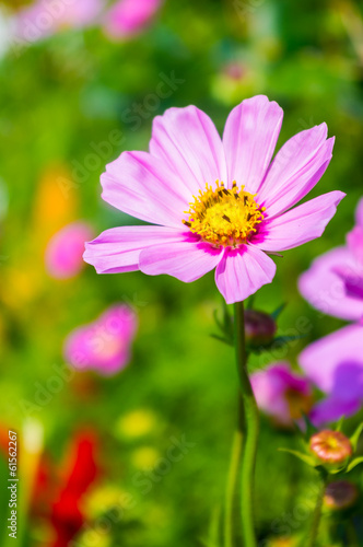 pink cosmos flowers