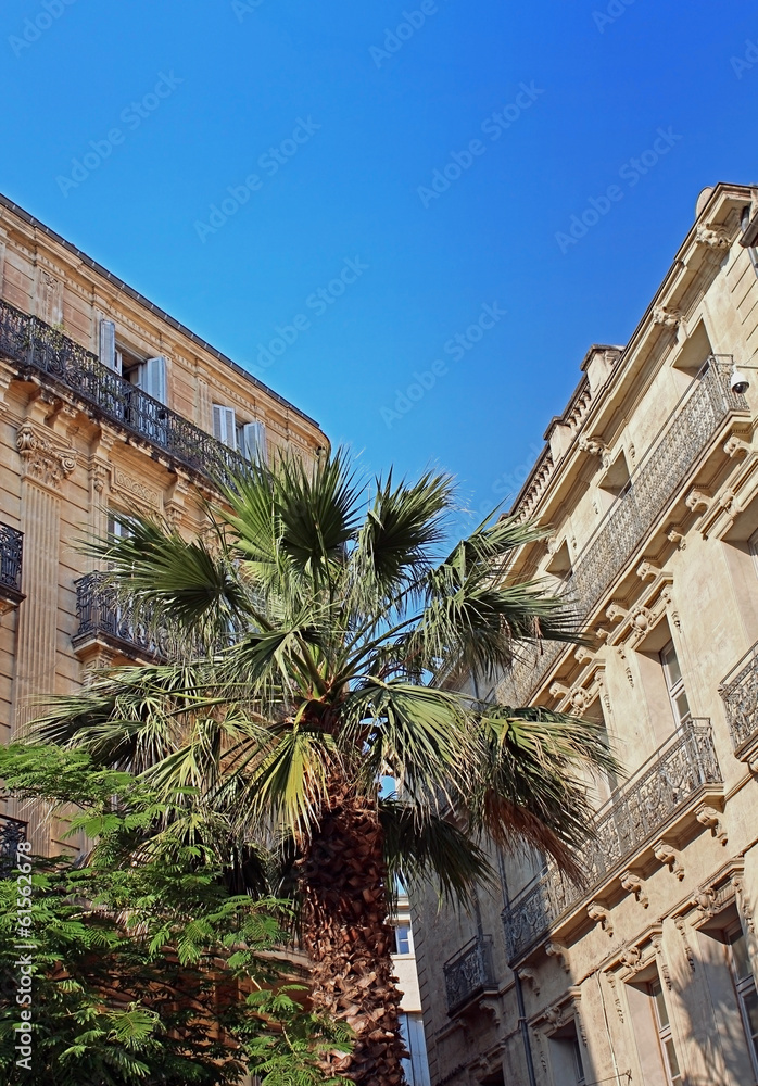 palmier et immeubles anciens à Montpellier