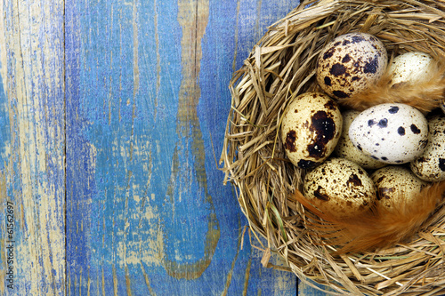 quail's eggs in a nest on blue wooden background and copy space