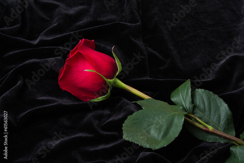 Beautiful red rose on black satin
