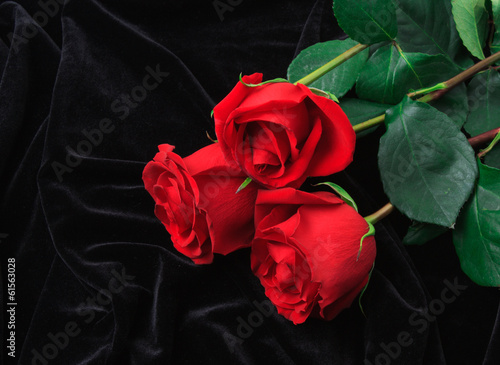 Beautiful red rose on black satin