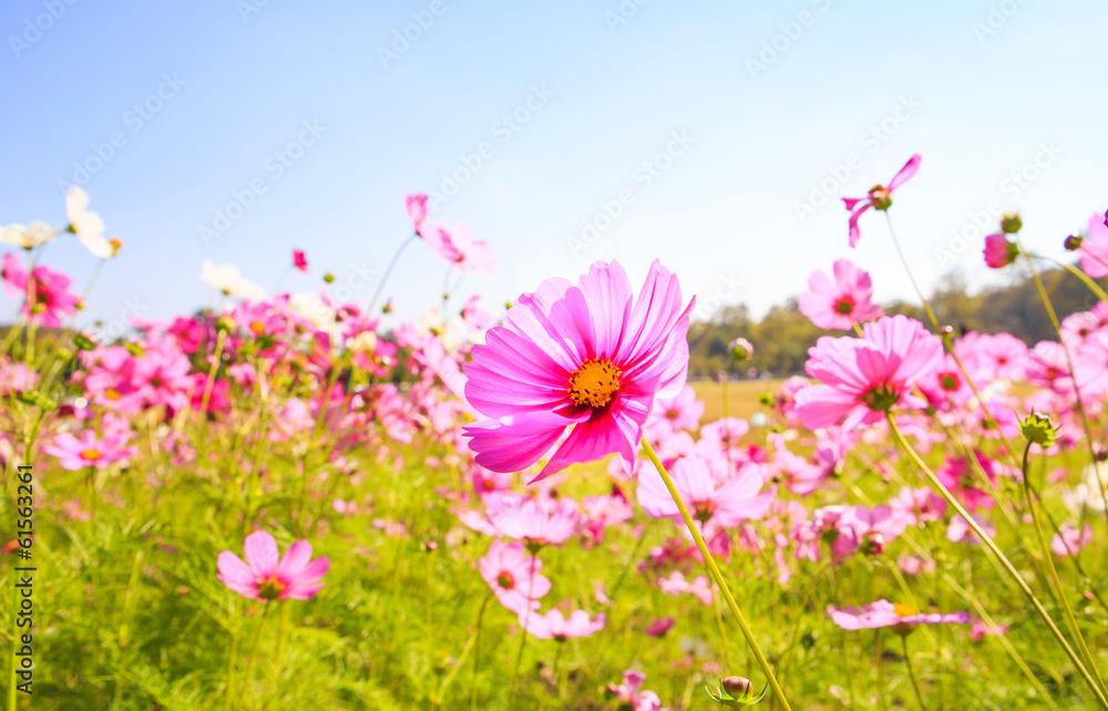 beautiful blossom spring with blue sky